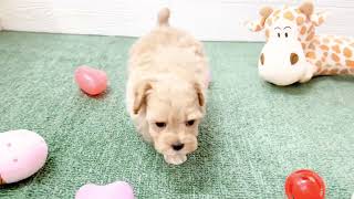 ハーフ犬の動画01