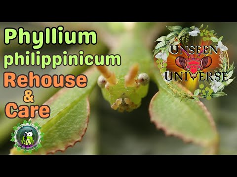 Phyllium philippinicum (leaf insect) — prestavba terária a starostlivosť o listovku filipínsku