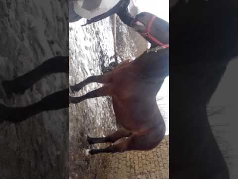 Targusor bihor nr de tele 0753844210