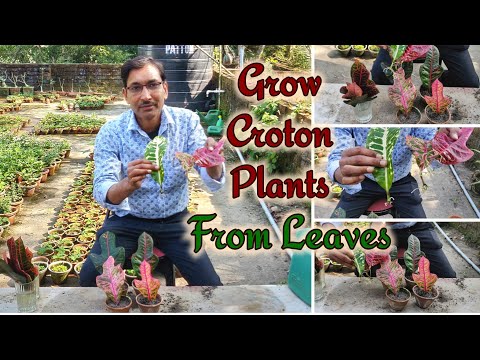 , title : 'How to grow Crotons from Single Leaf / An Amazing Video'
