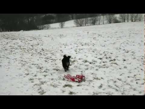 Coursing trénink 20.1.2013 - Joye a Coffee