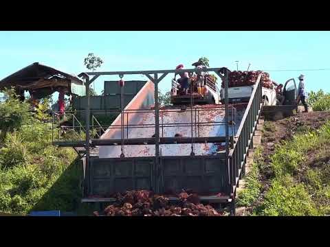 6  Borneo Death Blow   Full Documentary