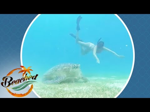 Marc and Rachel's Diving Adventures on Beached