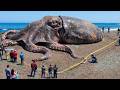 The Largest Animals You Wont Believe Actually Exist! DEFAULT Thumbnail