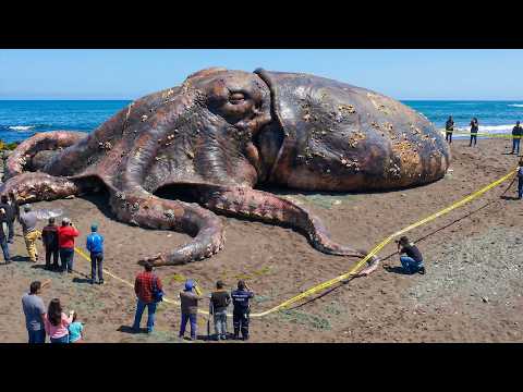 The Largest Animals You Wont Believe Actually Exist!
