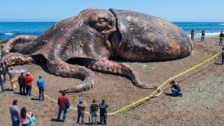 The Largest Animals You Wont Believe Actually Exist! MQDEFAULT Thumbnail