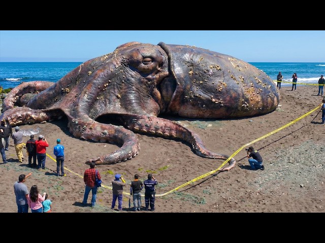 The Largest Animals You Wont Believe Actually Exist! SDDEFAULT Thumbnail