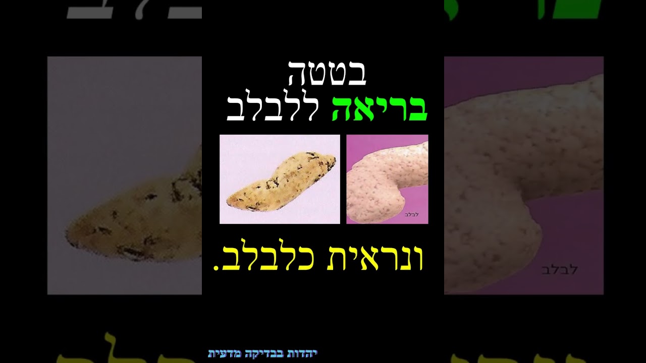 צורת המאכלים