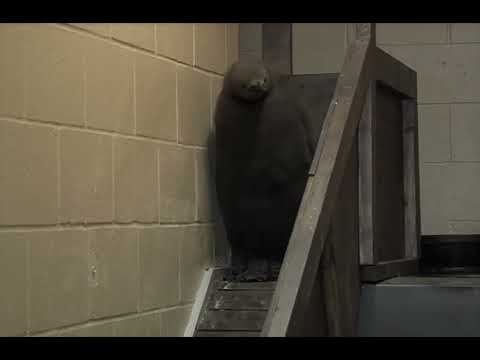 King Penguins Leaving Exhibit - Cincinnati Zoo