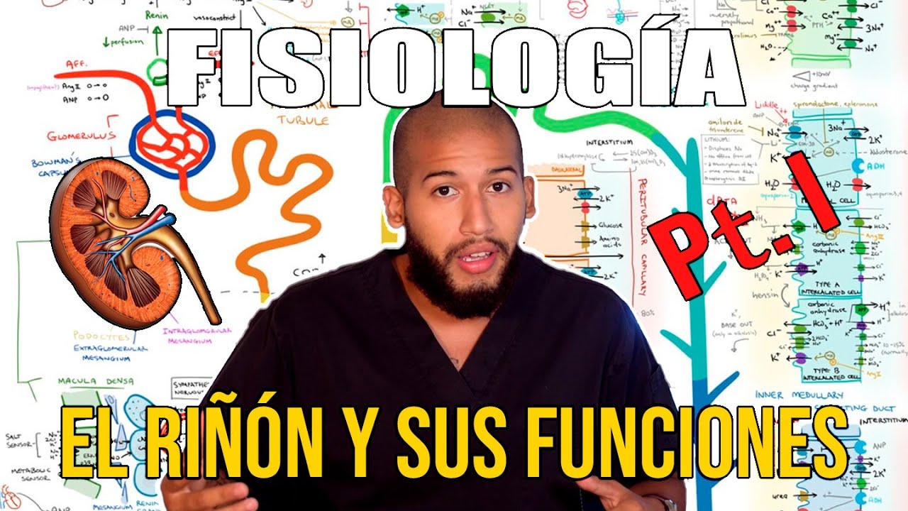 Fisiología Renal Pt. 1 - Anatomía Funcional del Riñón (Funciones, Nefrona, Irrigación)
