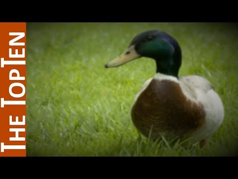 The Top Ten Most Beautiful Ducks in the World