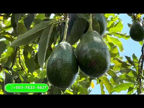 Se Vende Casa Con Terrenito Cerca del Aeropuerto en San Luis Talpa #ElSalvador $90.000.00 