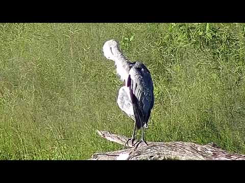 Djuma: Grey Heron - 17:40 - 01/09/21