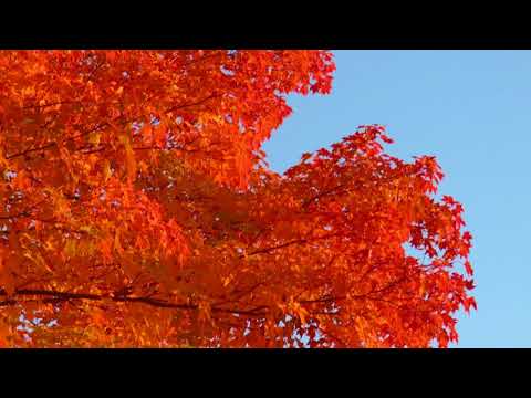 download lagu mp3 mp4 Maple Tree In Fall, download lagu Maple Tree In Fall gratis, unduh video klip Maple Tree In Fall