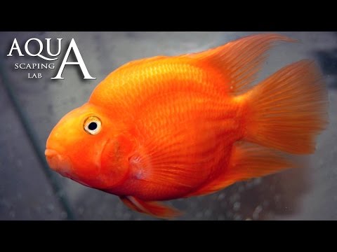 Aquascaping Lab - Red Blood Parrot Fish Cichlid description / Ciclide Pappagallo descrizione