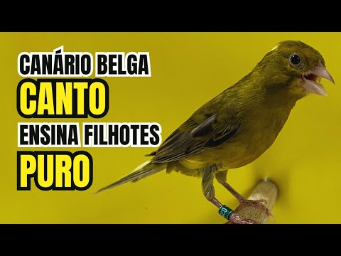 CANTO puro de CANÁRIO BELGA para ENSINAR filhotes