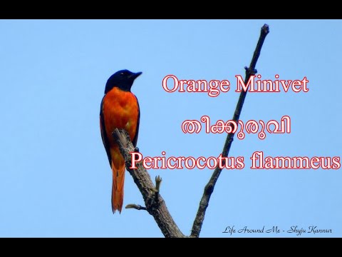 Pestrec ohnivý (Pericrocotus flammeus) — spev a hlas v prírode