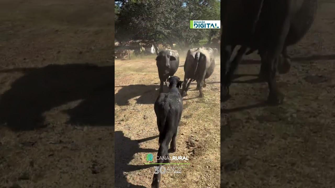 búfala volta para buscar  cria após ouvir seu nome