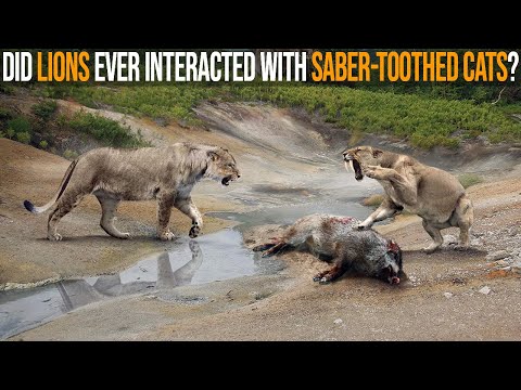 Did Lions Ever Interacted With Saber-Toothed Cats in The Wild?