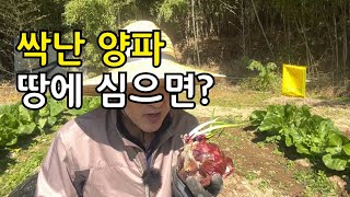 싹이 난 양파를 땅에 심으면 어떻게 될까?
