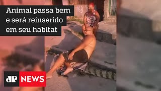 Homem consegue imobilizar jacaré de quase dois metros em São Gonçalo
