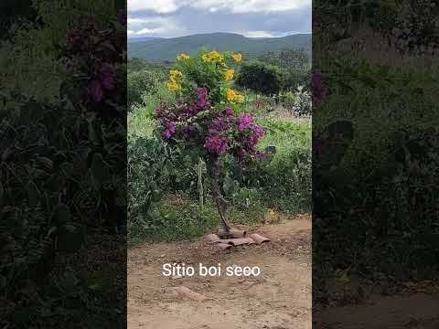 sítio boi seco que pertence a santa Cecília PB