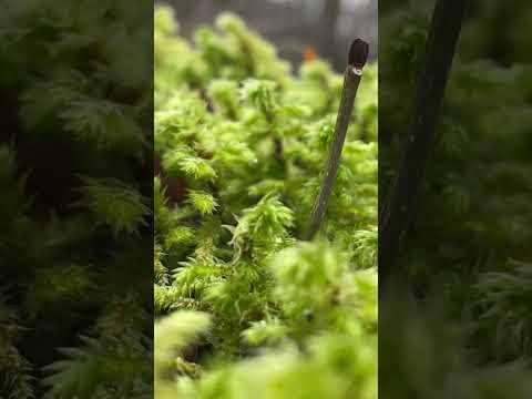 Mossy moss #naturesounds