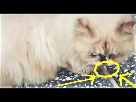 When the cat found a rat what does she do? How cats behave with rats