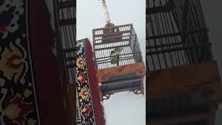 Download lagu sirtu ngriwik blajar bunyi #sirtugacor mp3