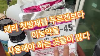 체리 첫꽃필때 방제는???