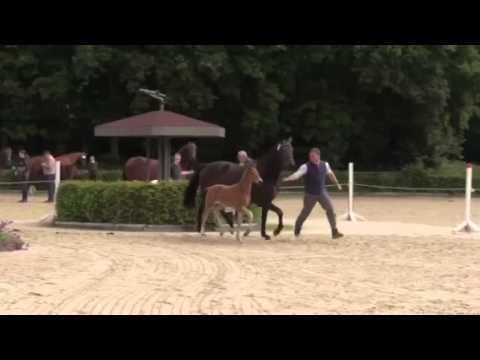 Ampere x Lord Loxley hengstveulen