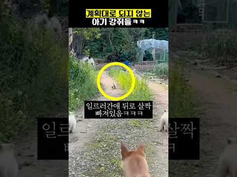 계획대로 되지 않는 아기 강쥐들