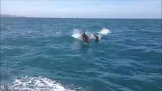 preview picture of video 'Watching Dolphins off Baltimore, West Cork, Ireland'