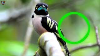 Download lagu MASTERAN GARANG SEMPUR HUJAN RIMBA SUARA SANGAR mp3 Download lagu MASTERAN GARANG SEMPUR HUJAN RIMBA SUARA SANGAR mp3