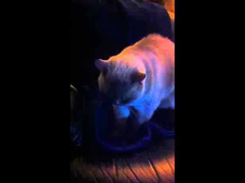 Cat warming up his bed