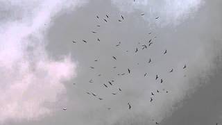 Vulture Swarm Over Lowe's (Part 1)