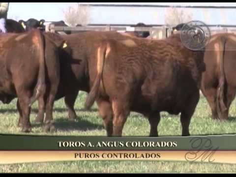 La Torcacita de Piray Mini - 2011