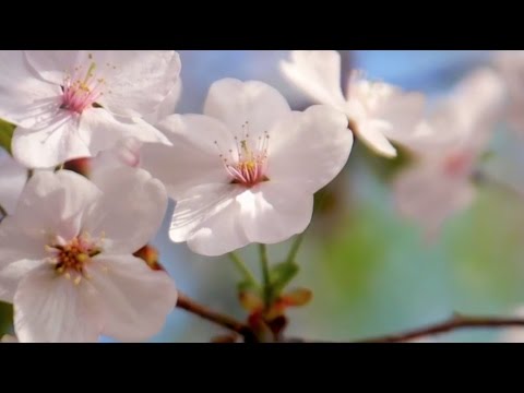 アヌーナ ANÚNA : Sakura (arr. Michael McGlynn)