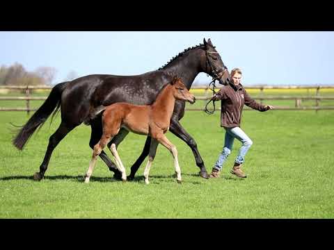 Hengstfohlen von Vitalis - for sale -