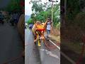 God Face Of Bull Mass Entry Slow Mo Vibe Trendingshorts Jallikattu Viral Videos