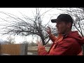 Case Study: Corrective Pruning a Neglected Apple Tree