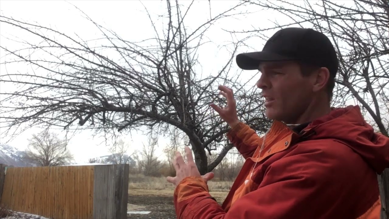 Case Study: Corrective Pruning a Neglected Apple Tree