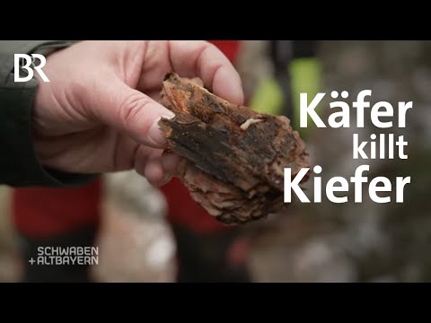 Todesurteil Klima & Käfer: In der Oberpfalz stirbt die Kiefer | Schwaben + Altbayern | BR