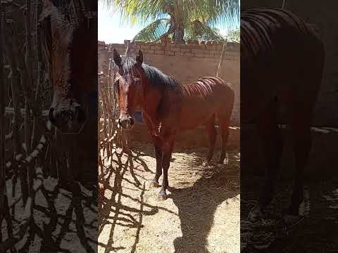 olha pessoal João em são José de princesa com o filho dele passando os cavalos.