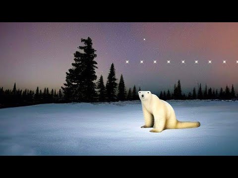 Polar Bear 2026