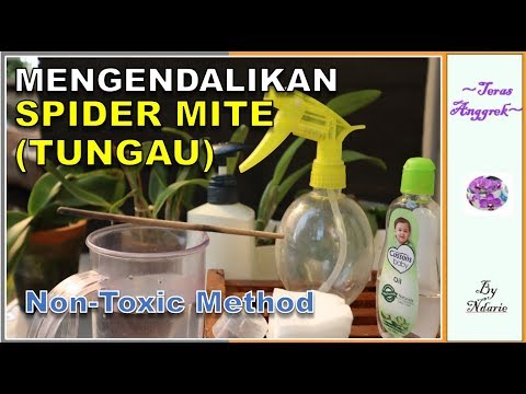 , title : 'TIPS MENGENALI & MENGATASI SPIDER MITE (TUNGAU) @ Teras Anggrek'