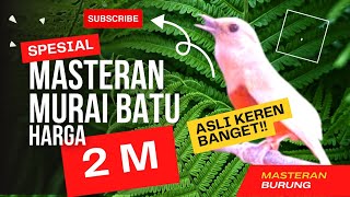 Download lagu MASTERAN MURAI BATU SULTAN MURAI BATU ALBINO SEHARGA 2 MILIAR mp3