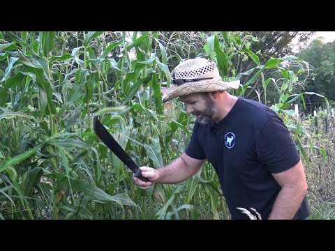 Machete in The Corn Patch!! Goats...and more farm fun!