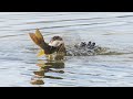 Cormorant Struggles To Swallow A Large Fish