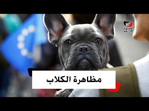 احتجاج من نوع خاص في بريطانيا.. مظاهرة للكلاب